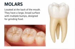 Molar teeth with explanation of what these teeth do